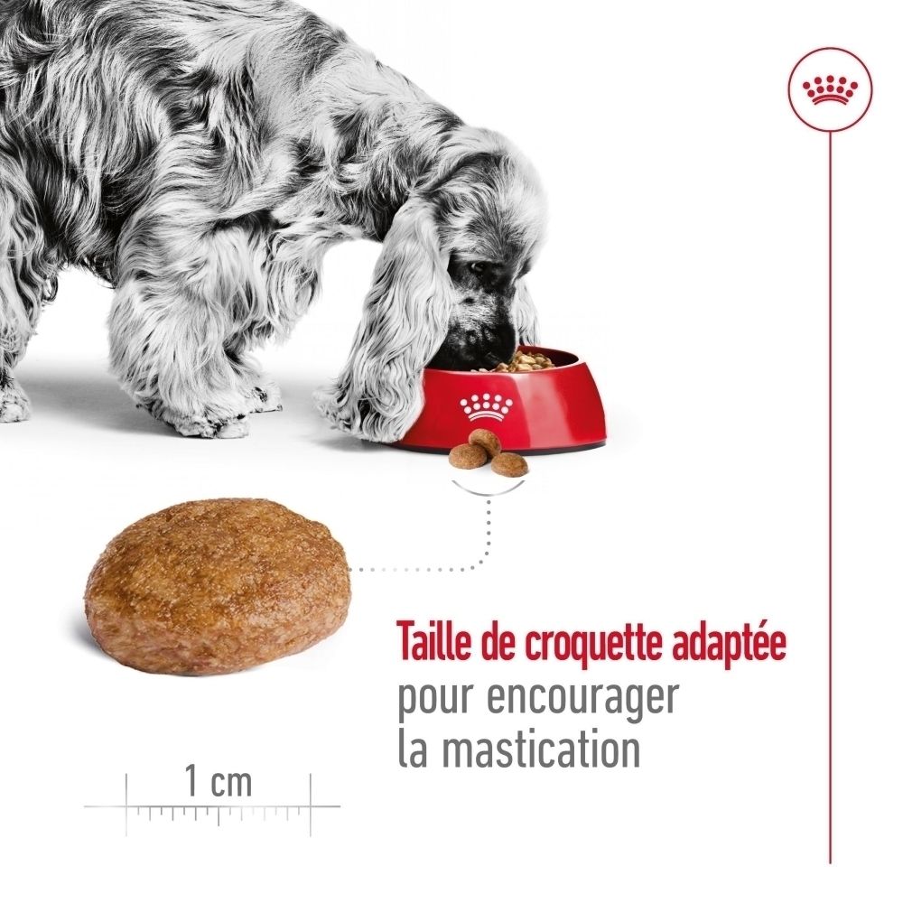 Chien mangeant dans une gamelle; gros plan d'une croquette avec indication de taille (1 cm).