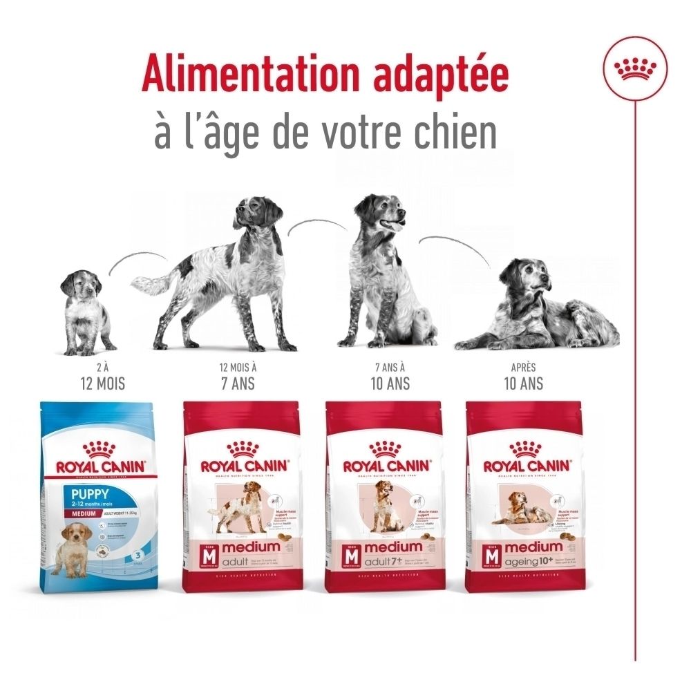 Graphique sur l'alimentation adaptée à l'âge du chien, montrant différentes phases de vie.