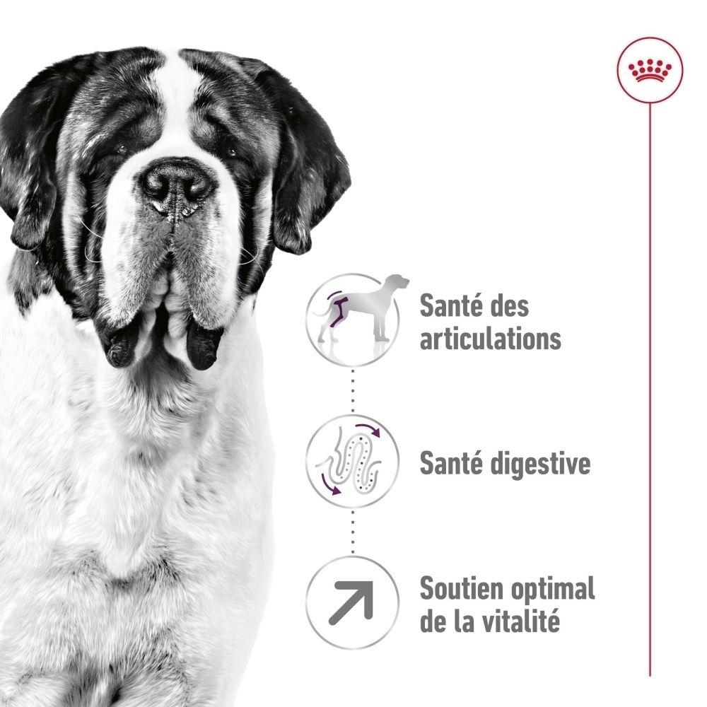 Gros plan sur la tête d'un St Bernard avec icônes pour articulations saines, digestion et vitalité.