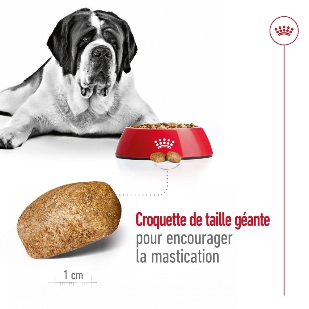 St Bernard à côté d'une gamelle de nourriture pour chien et gros plan sur une croquette.