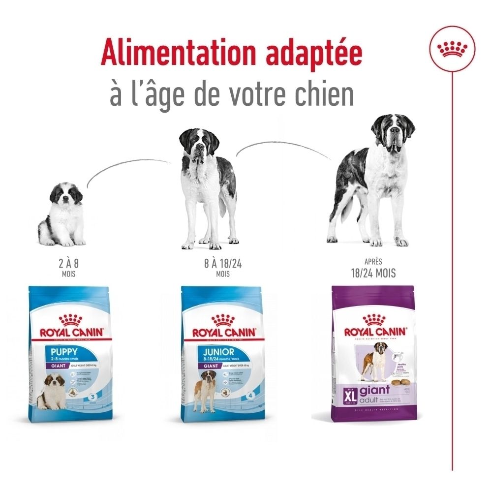 Illustration de l'adaptation de l'alimentation à l'âge du chien : chiot, junior et adulte géant.