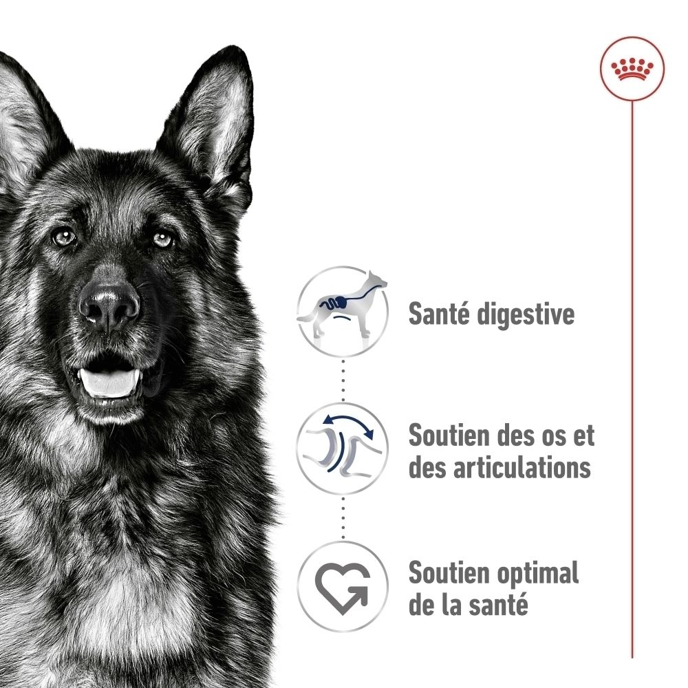 Côté d'un sac de croquettes ROYAL CANIN Maxi Adult avec informations produit.