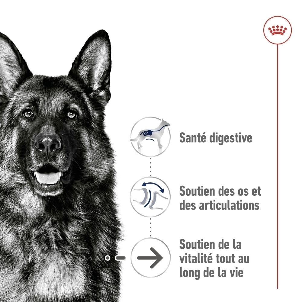 Gros plan d'un Berger Allemand sur le devant d'un sac Royal Canin Maxi Ageing 8+.