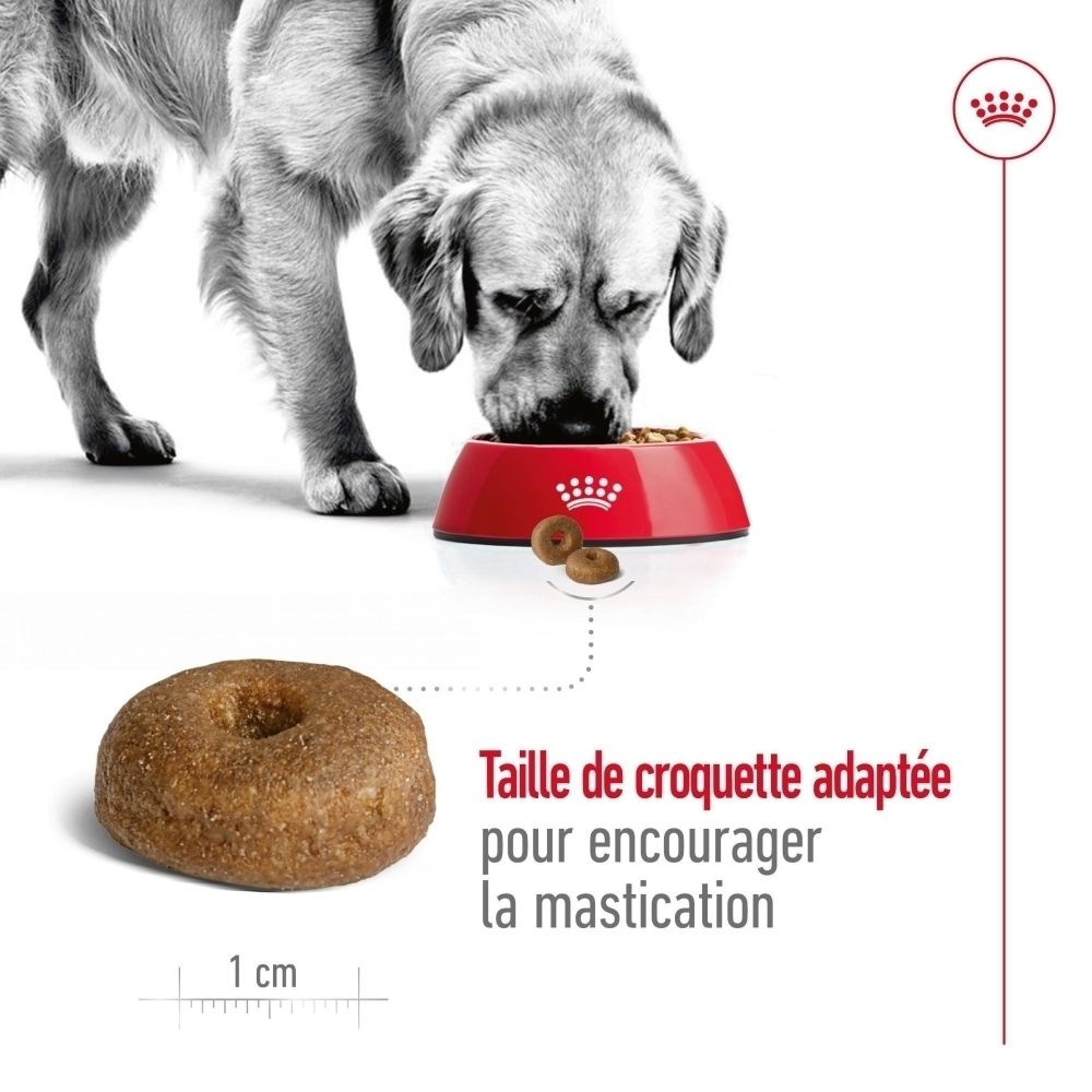 Gros plan de croquettes et texte sur les protéines hautement digestibles et les EPA/DHA/vitamines.