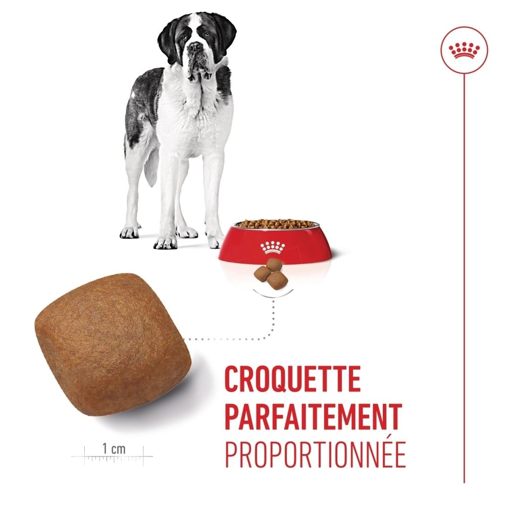 Gros plan d'une référence de taille de croquette pour Royal Canin Junior Giant avec un grand chien.