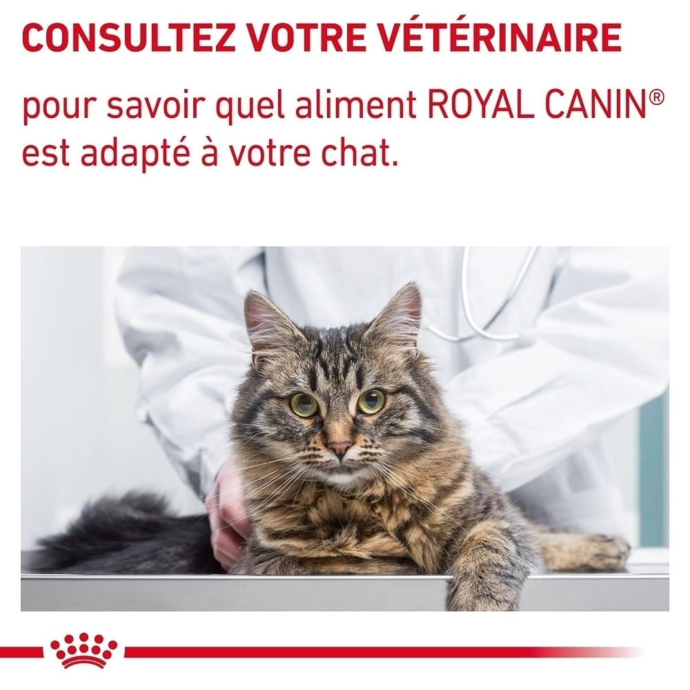 Chat sur une table d'examen avec un vétérinaire recommandant Royal Canin.