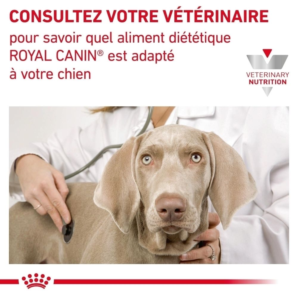 Un vétérinaire examine un chien avec un stéthoscope, avec texte sur le conseil alimentaire.