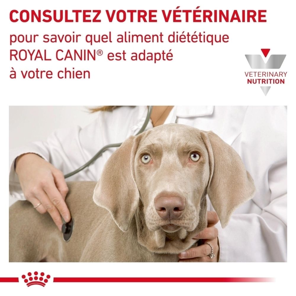 Un vétérinaire examine un chien avec un stéthoscope, ROYAL CANIN Veterinary Nutrition.