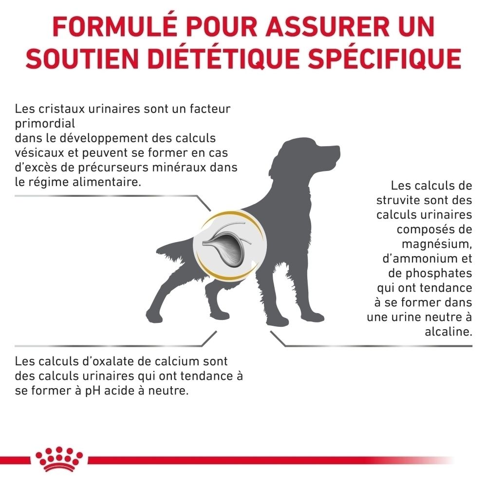 Un vétérinaire examine un chien avec un stéthoscope. Texte : Consultez votre vétérinaire pour choisir la bonne nourriture.