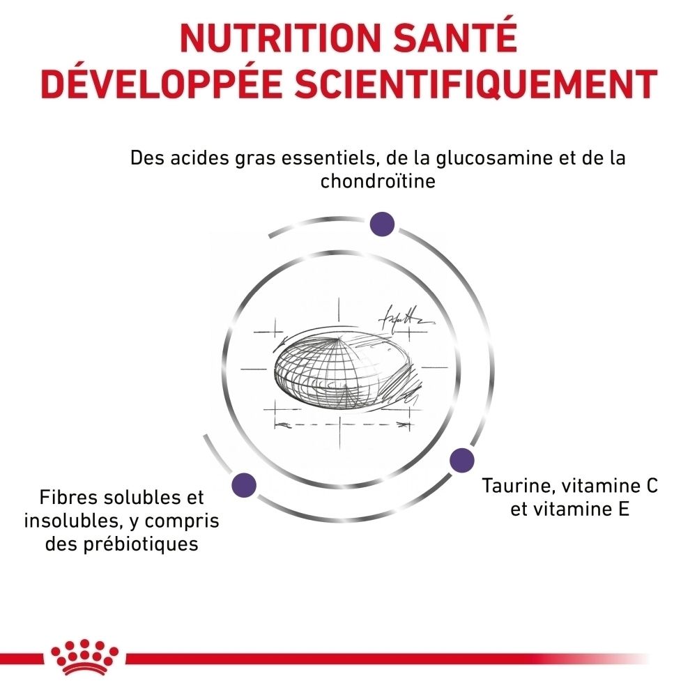 Croquettes Royal Canin Adult Large Dogs et sachet de nourriture humide.