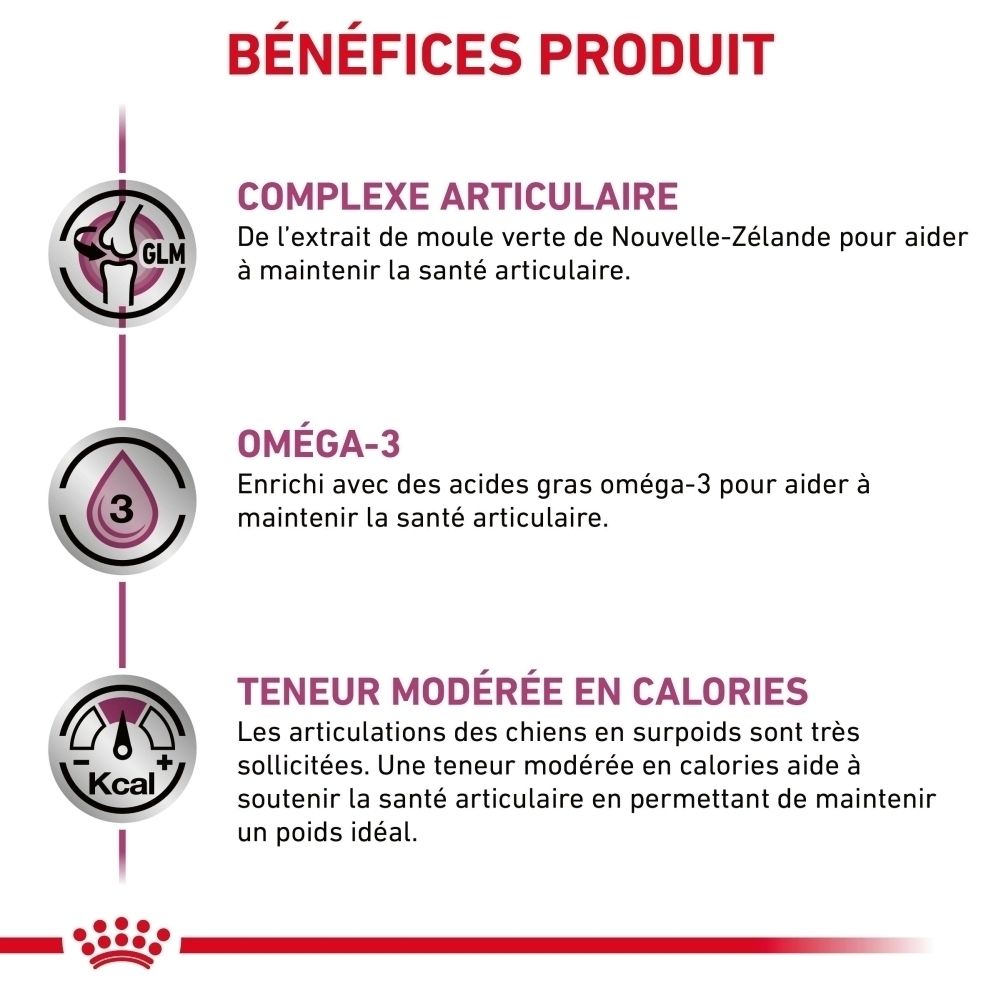 Chien avec problèmes articulaires. Le texte explique l'usure du cartilage et ses conséquences.