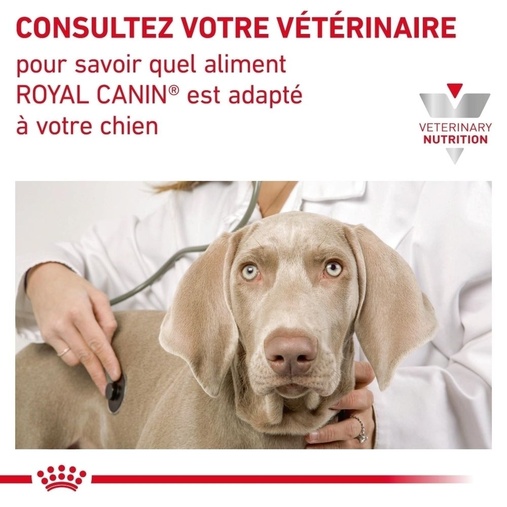 Vétérinaire examinant un chien avec un stéthoscope. Texte : "Consultez votre vétérinaire".