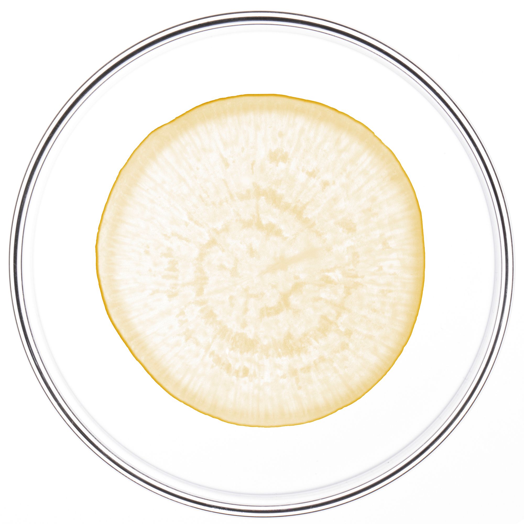 Liquide jaune dans une plaque de verre.