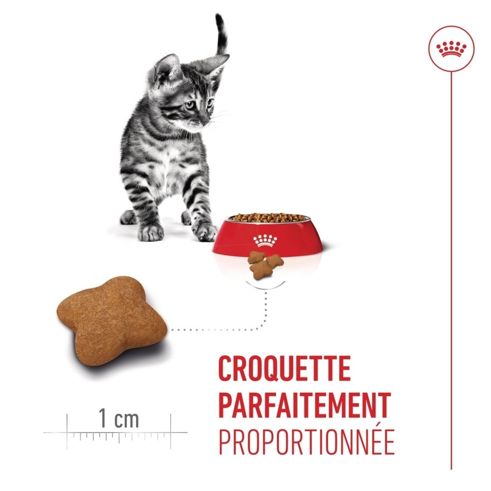 Gros plan d'un jeune chat avec des icônes pour le système immunitaire, la croissance et le microbiome.