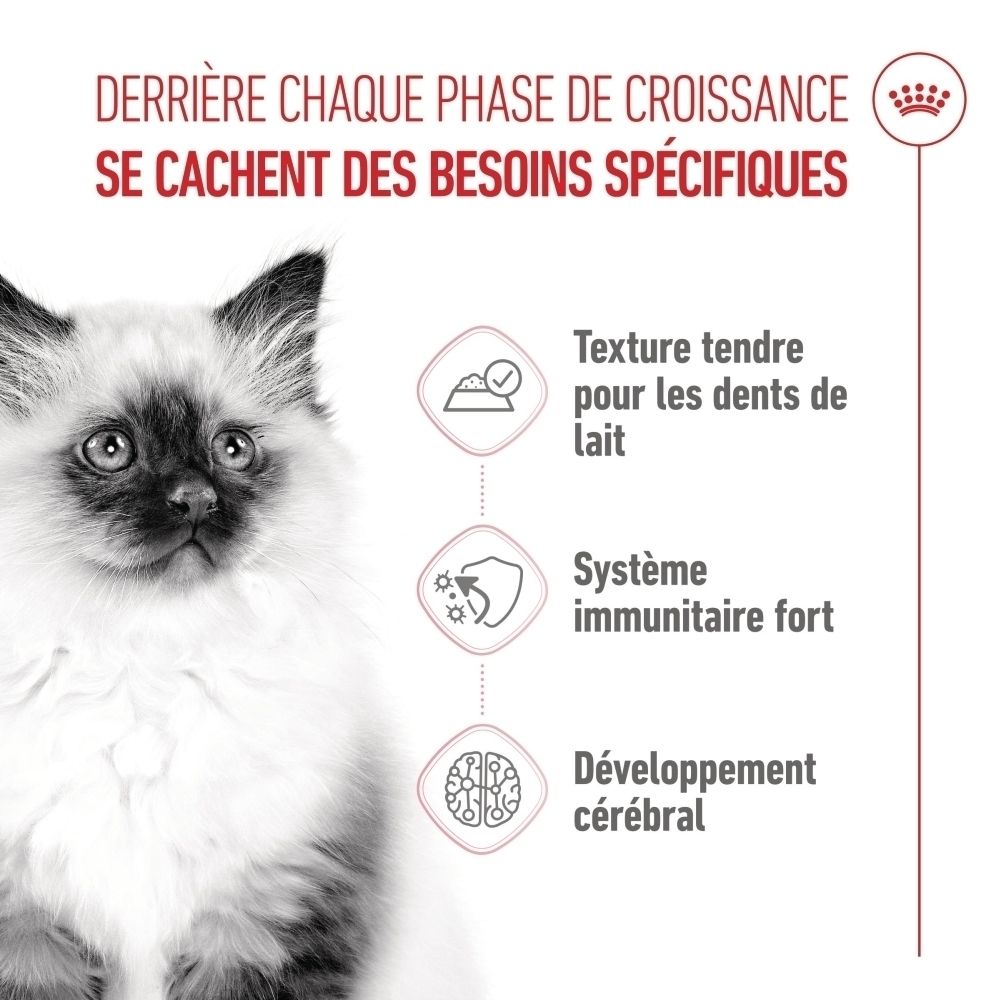 Jeune chat avec icônes pour texture tendre, système immunitaire fort et développement cérébral.