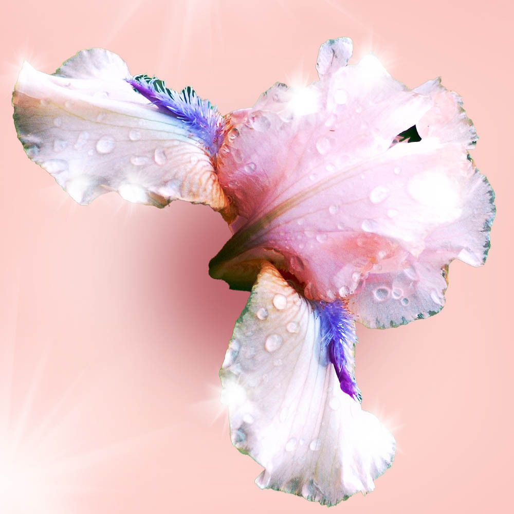 Gros plan d'une fleur d'iris avec des gouttelettes d'eau. Tons roses et violets sur fond rose.