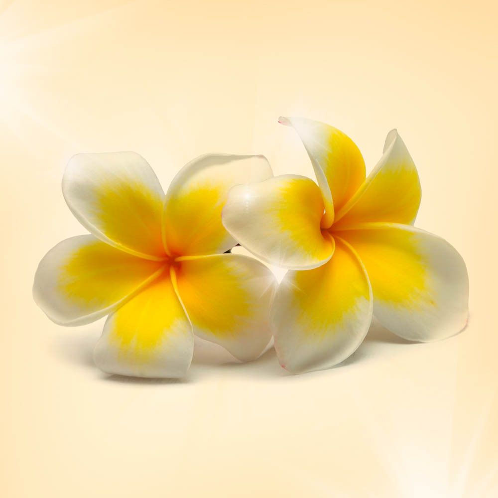 Deux fleurs de frangipanier, blanches avec des centres jaunes, sur fond jaune.