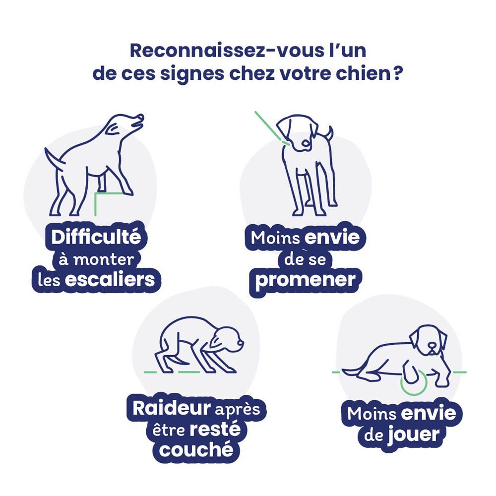 Illustrations de chiens. Texte : Difficulté à monter les escaliers, moins envie de se promener, raideur après être resté couché, moins envie de jouer.