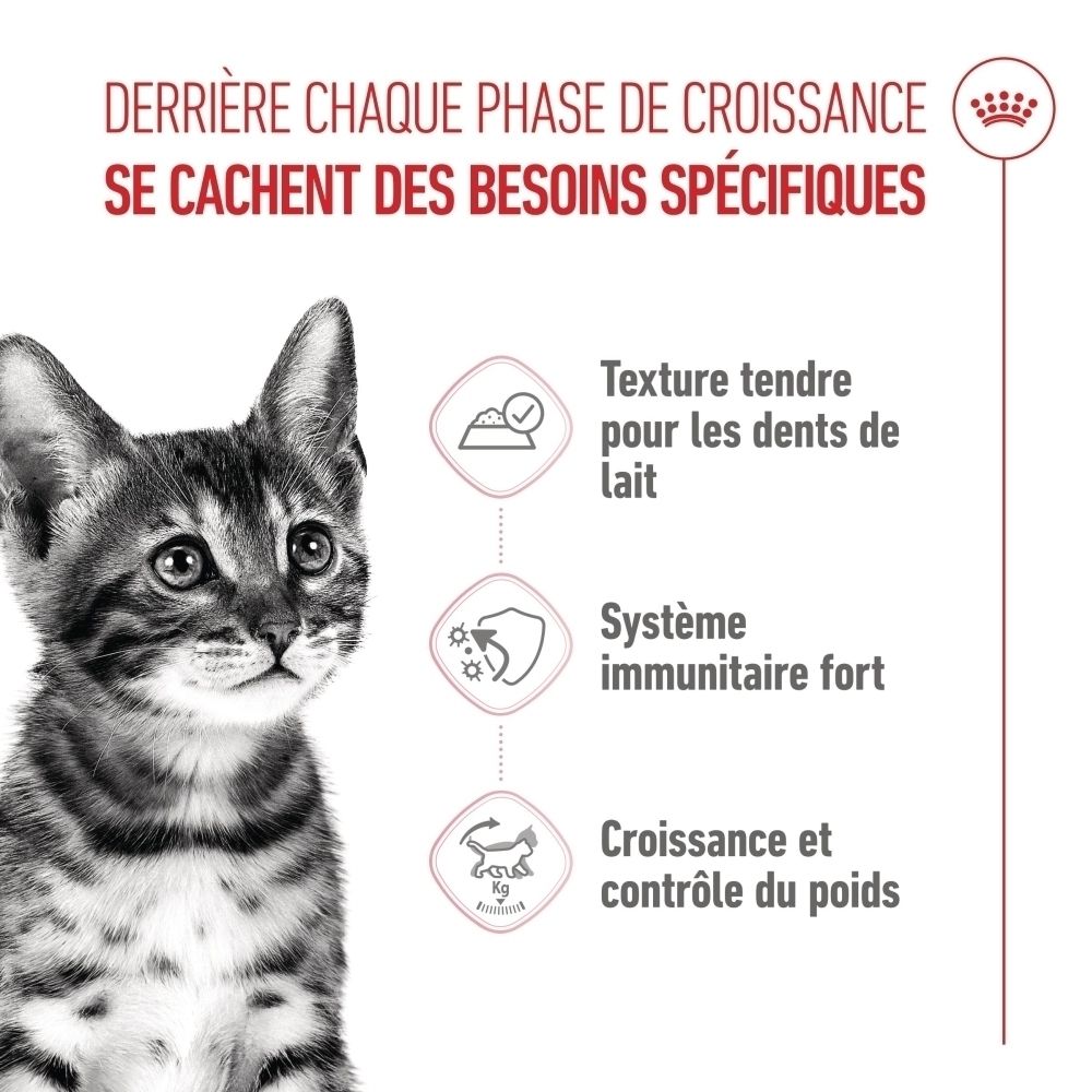 Jeune chat avec icônes pour dents de lait, système immunitaire et contrôle du poids.