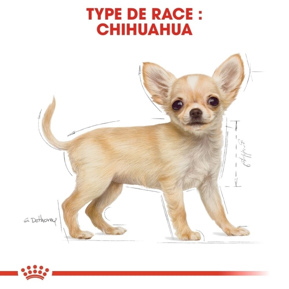 Graphique Royal Canin montrant une forme de croquette sur mesure pour chiots Chihuahua, avec une indication de taille de 1 cm.