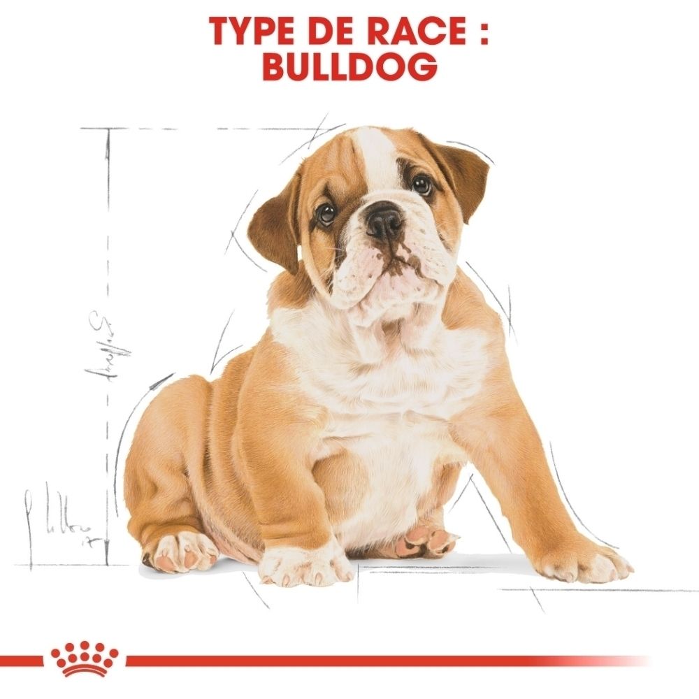 Gros plan de deux croquettes spécialement conçues pour les Bulldogs.