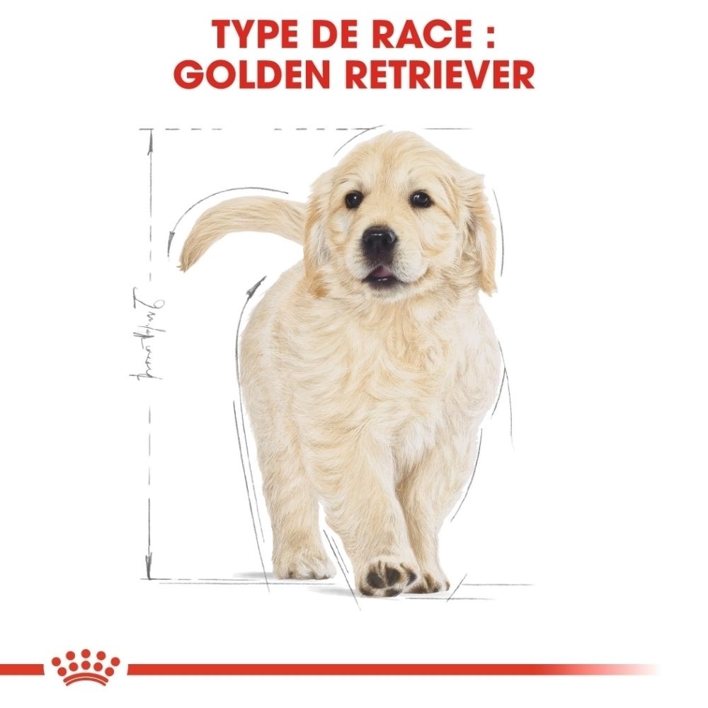 Illustration d'un chiot Golden Retriever avec indications de taille pour la race.