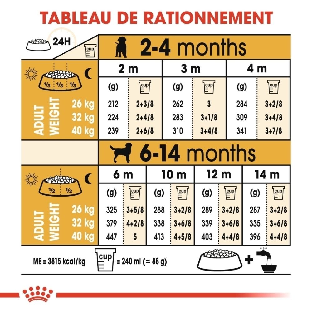 Dessin d'un chiot Labrador avec mesures, race Labrador Retriever.
