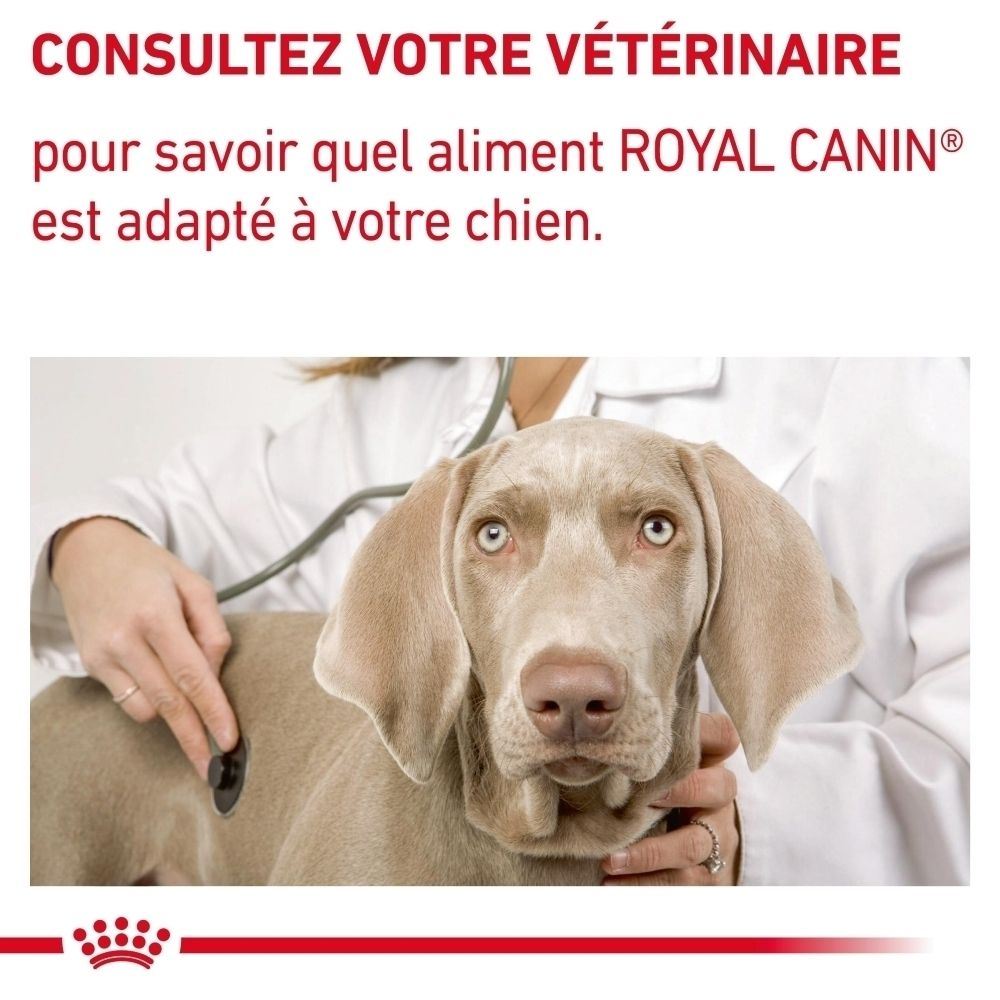 Vétérinaire examinant un chien avec un stéthoscope, conseil sur Royal Canin VET-D Mature Consult.