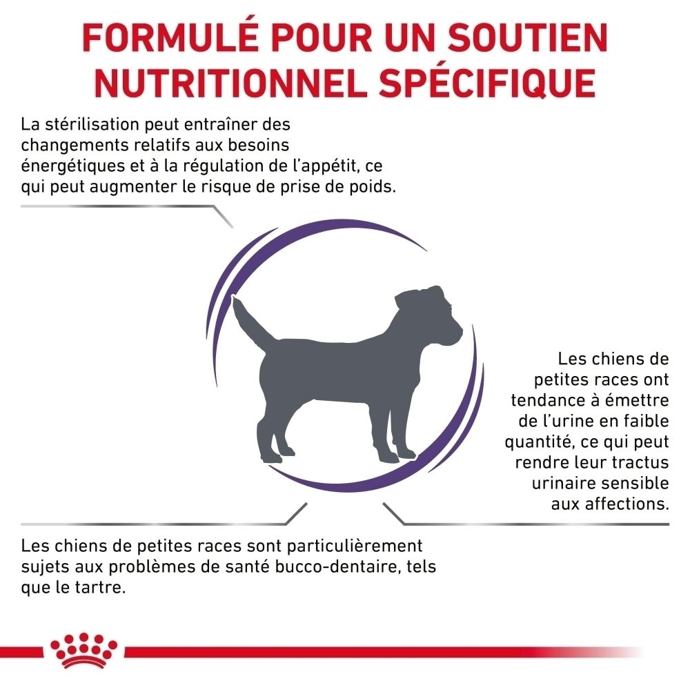 Paquet Royal Canin pour chiens adultes stérilisés de petite taille avec Jack Russell Terrier.