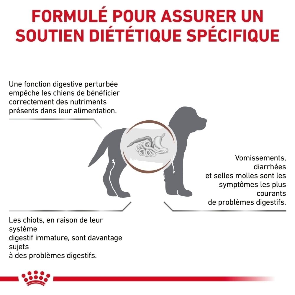 Illustration d'un chien avec le système digestif mis en évidence, montrant des problèmes digestifs.