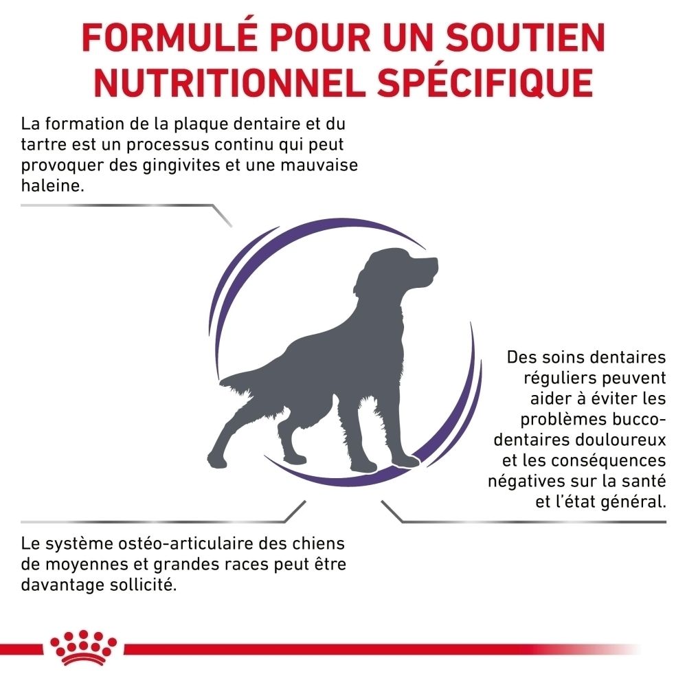 Royal Canin Expert Dental : Formulé pour un soutien nutritionnel spécifique.