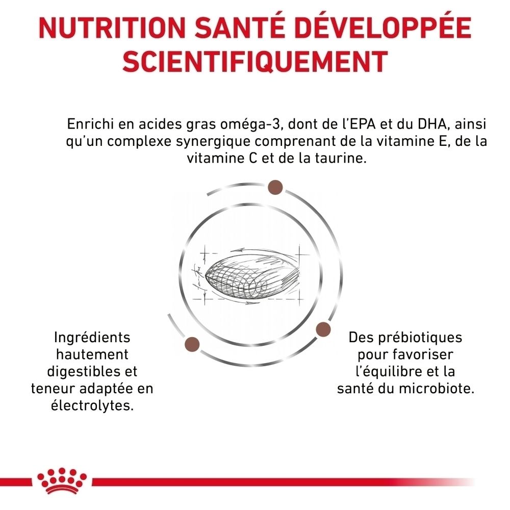 Graphique : Chien avec texte sur l'absorption des nutriments et la digestion.