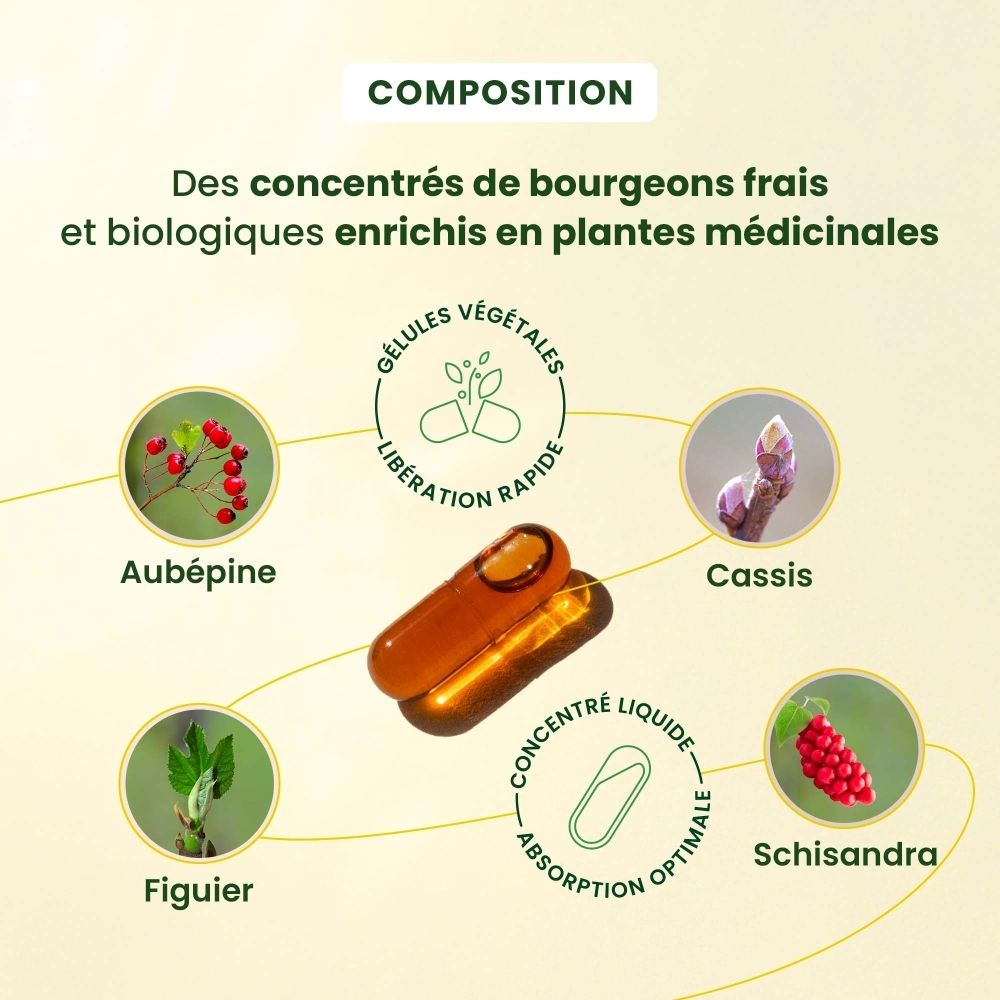 Graphique avec "COMPOSITION" et images de plantes. Une capsule est représentée au centre.