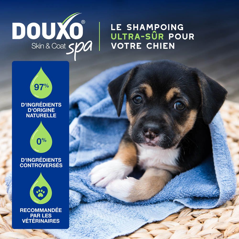 Chien dans un bain moussant. Texte sur les 3 étapes pour un pelage brillant.