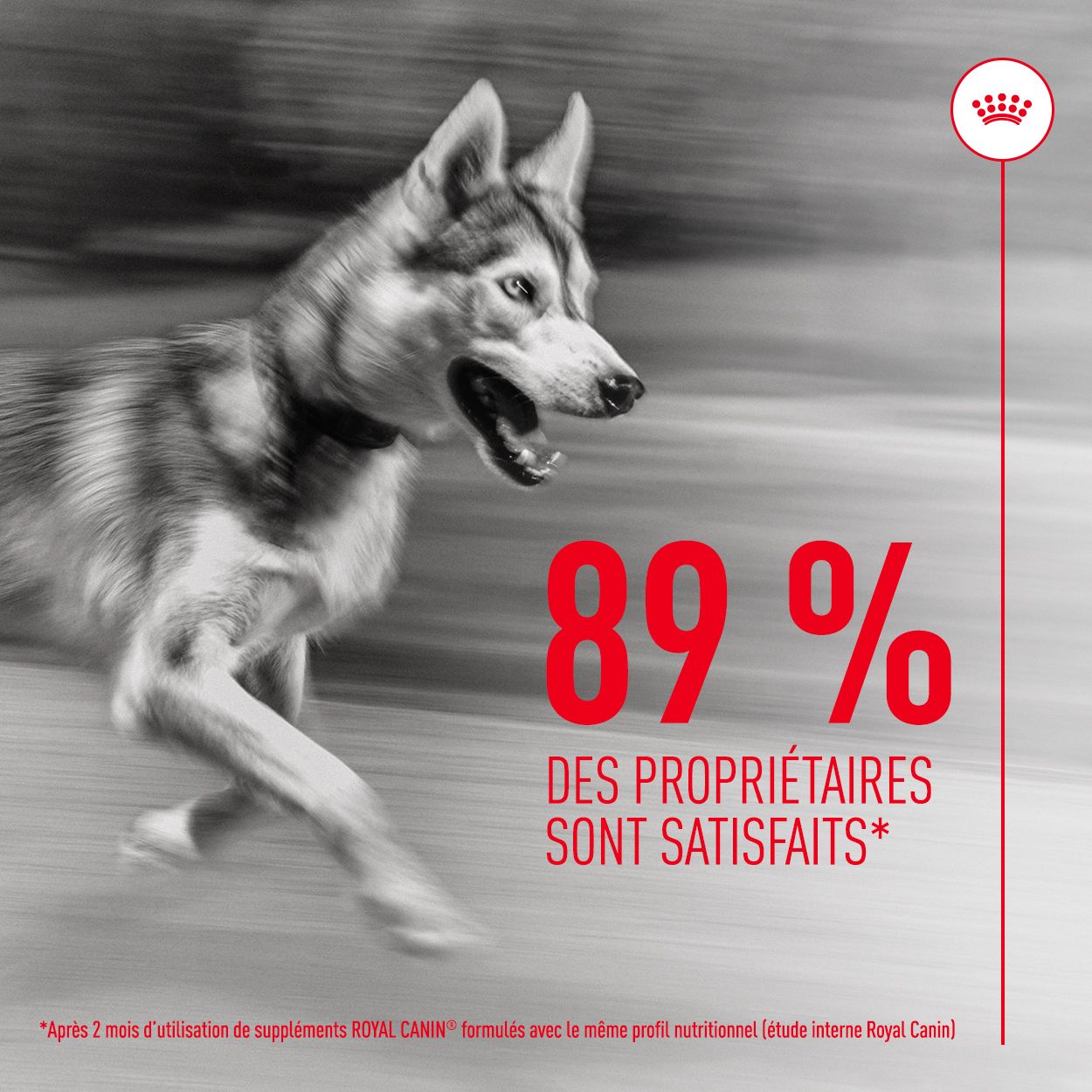 Grande boîte en carton avec des images de huskies et le texte "Joint & Ageing Chews".