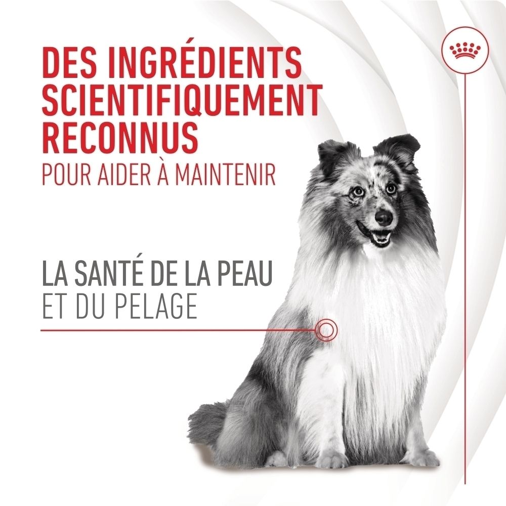 Sachet Royal Canin Skin & Coat Chews, avant avec texte 'Scientifically Proven Ingredients'.