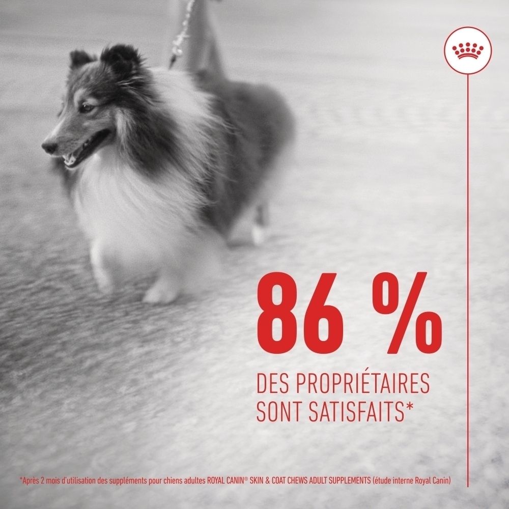 Royal Canin Skin & Coat Chews, supplément quotidien pour une peau et un pelage sains.