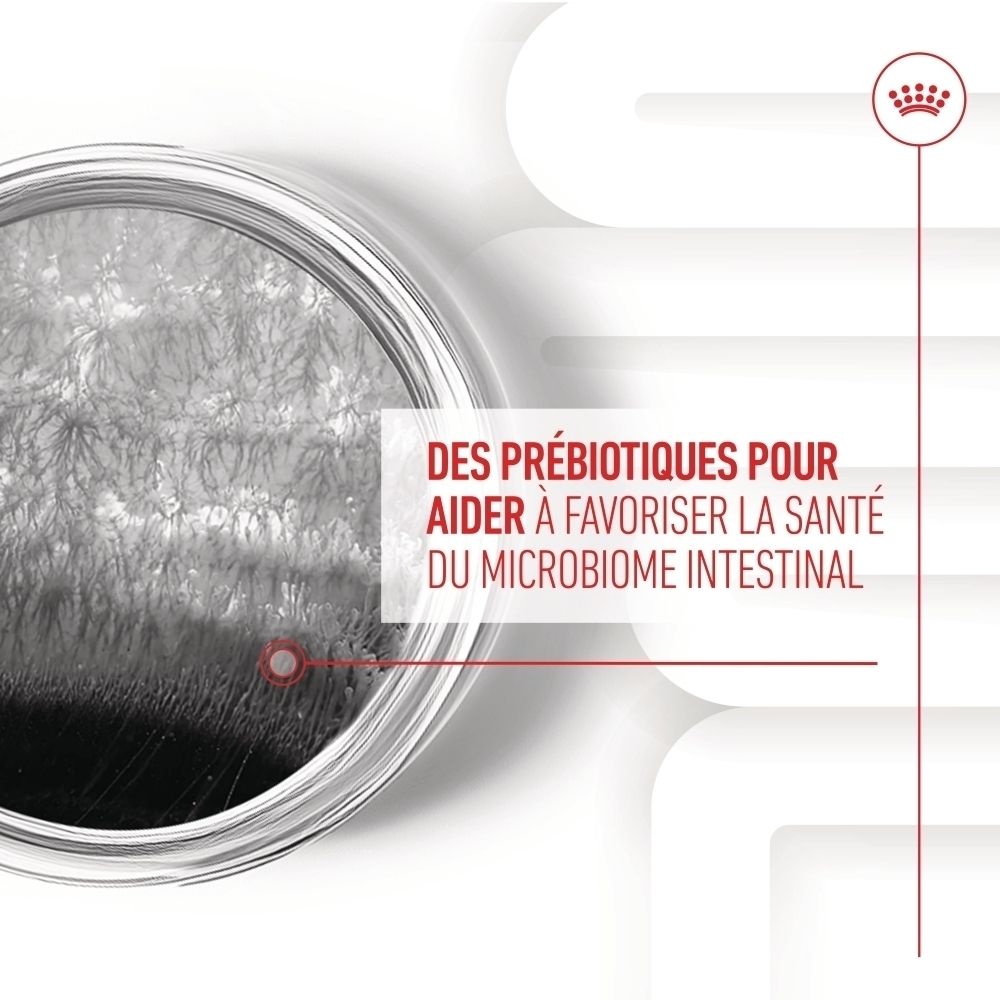 Friandises digestives Royal Canin, sachet avec image de chien et informations sur la santé digestive.