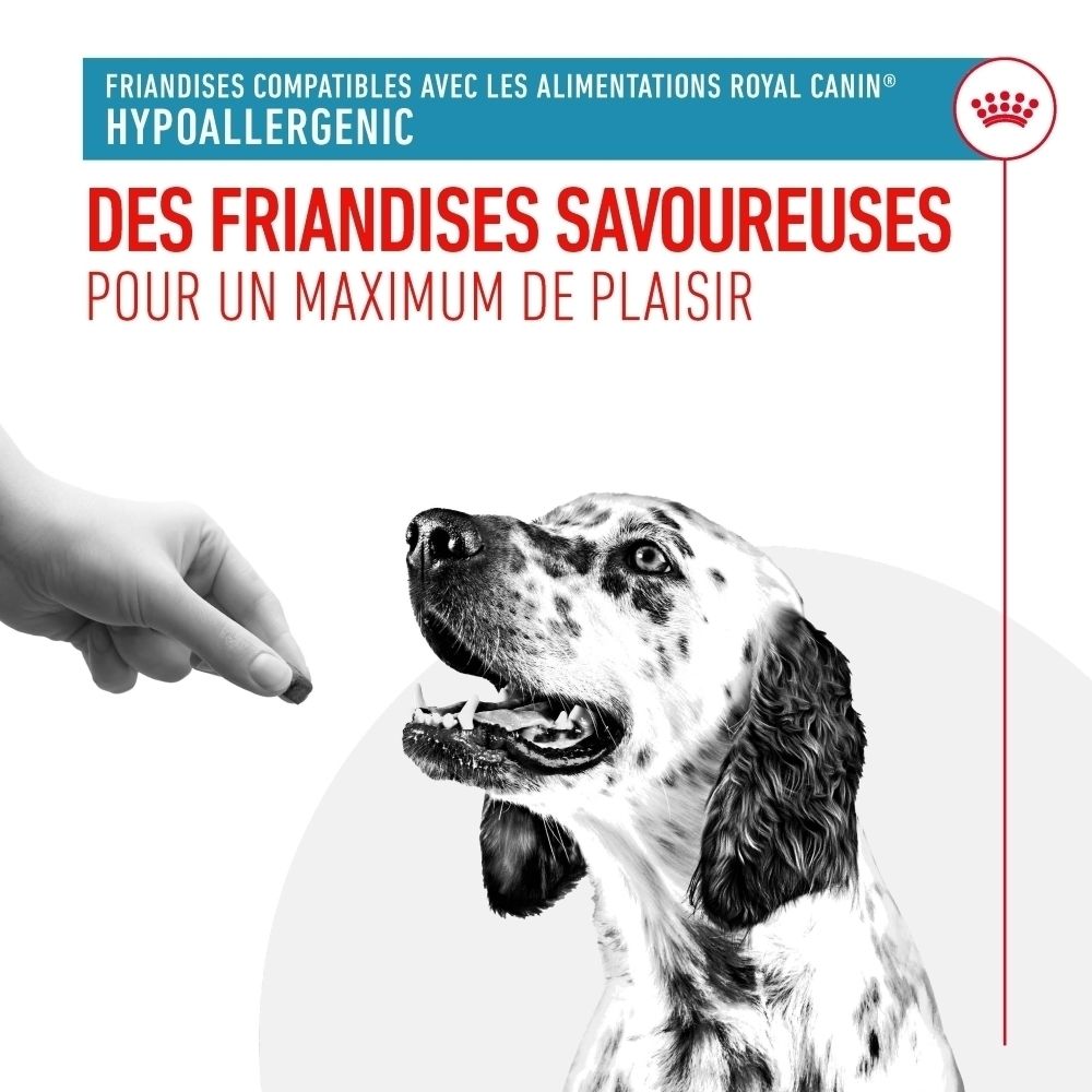 Un chien regarde une friandise présentée par une main. Hypoallergénique.