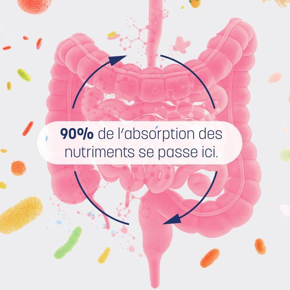 Illustration de l'intestin humain. Texte : 90% de l'absorption des nutriments se passe ici.