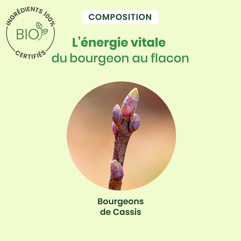 Gros plan sur des bourgeons de cassis. Texte : L'énergie vitale du bourgeon au flacon.