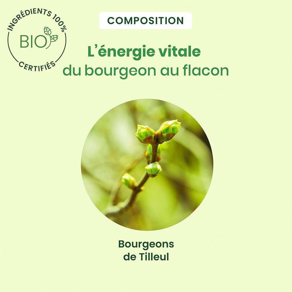 Gros plan sur des bourgeons de tilleul. Texte : L'énergie vitale du bourgeon au flacon.