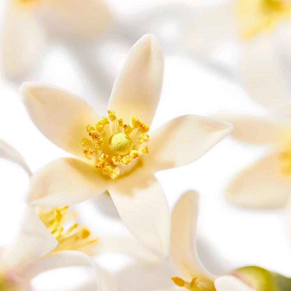Gros plan d'une fleur avec des pétales blancs et un centre jaune.