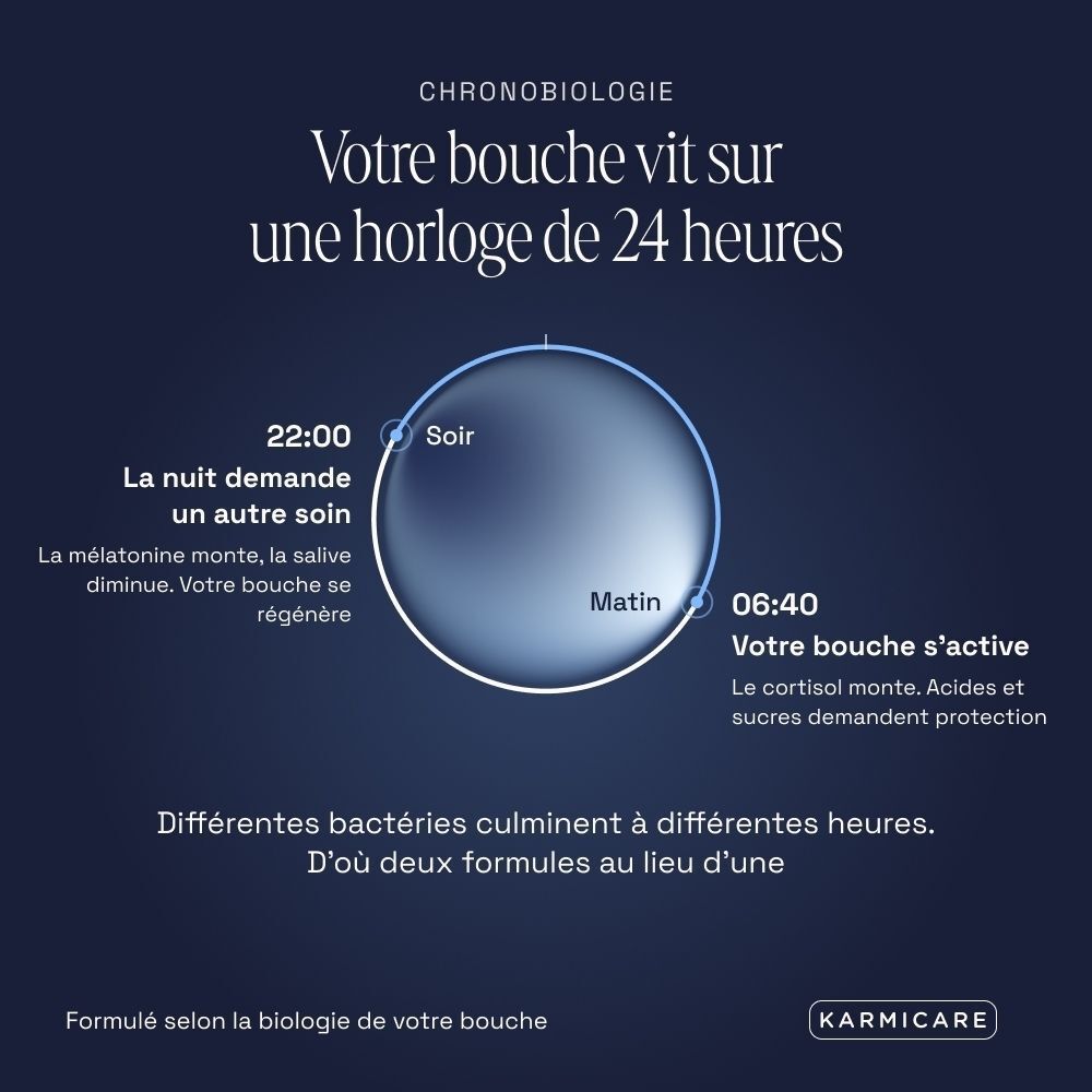 Graphique illustrant une horloge de 24 heures représentant la chronobiologie buccale.