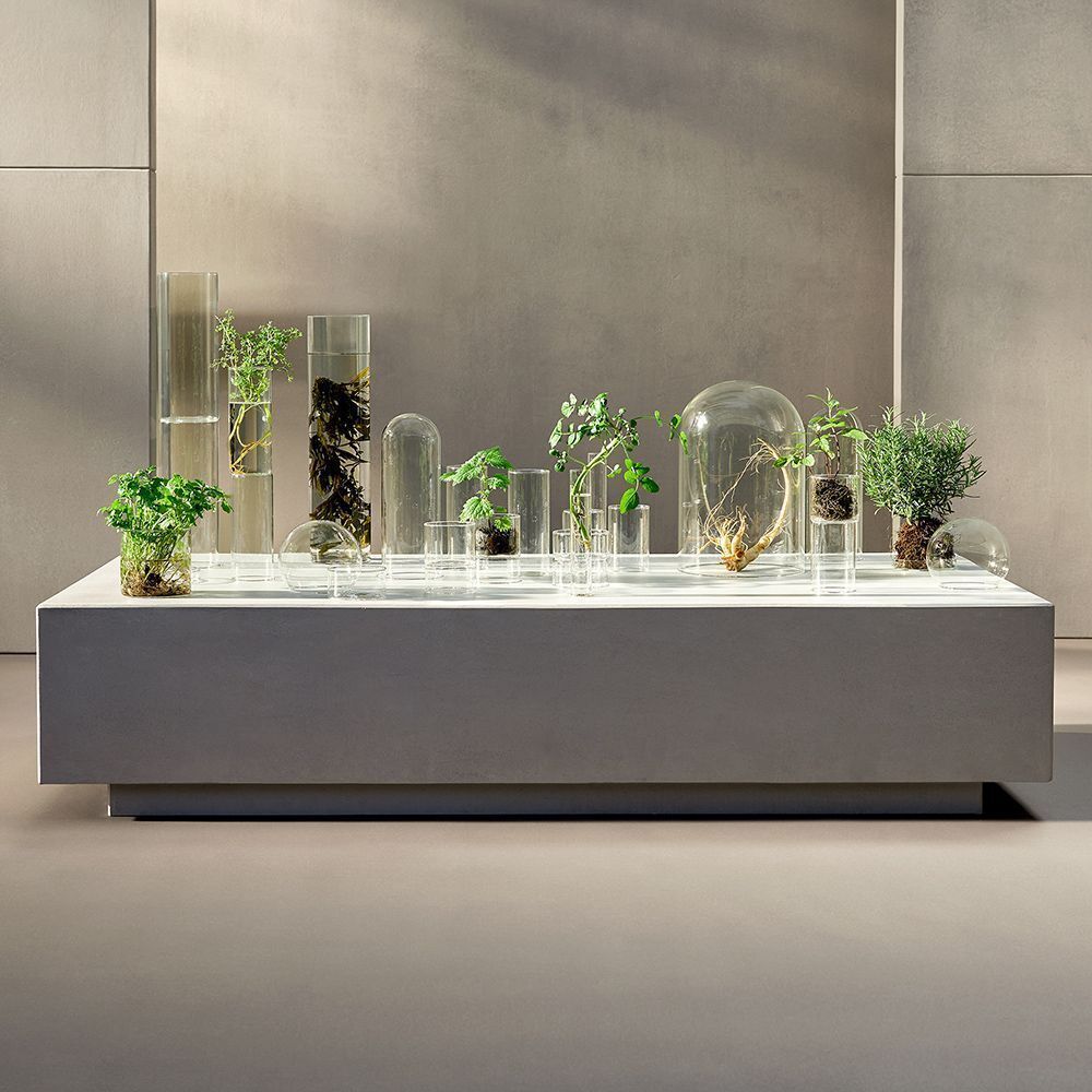 Diverses plantes dans des récipients en verre sur une surface blanche.