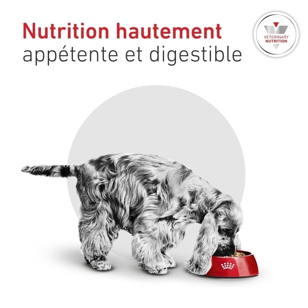 Chien mangeant une nourriture appétente et digestible dans une gamelle rouge.