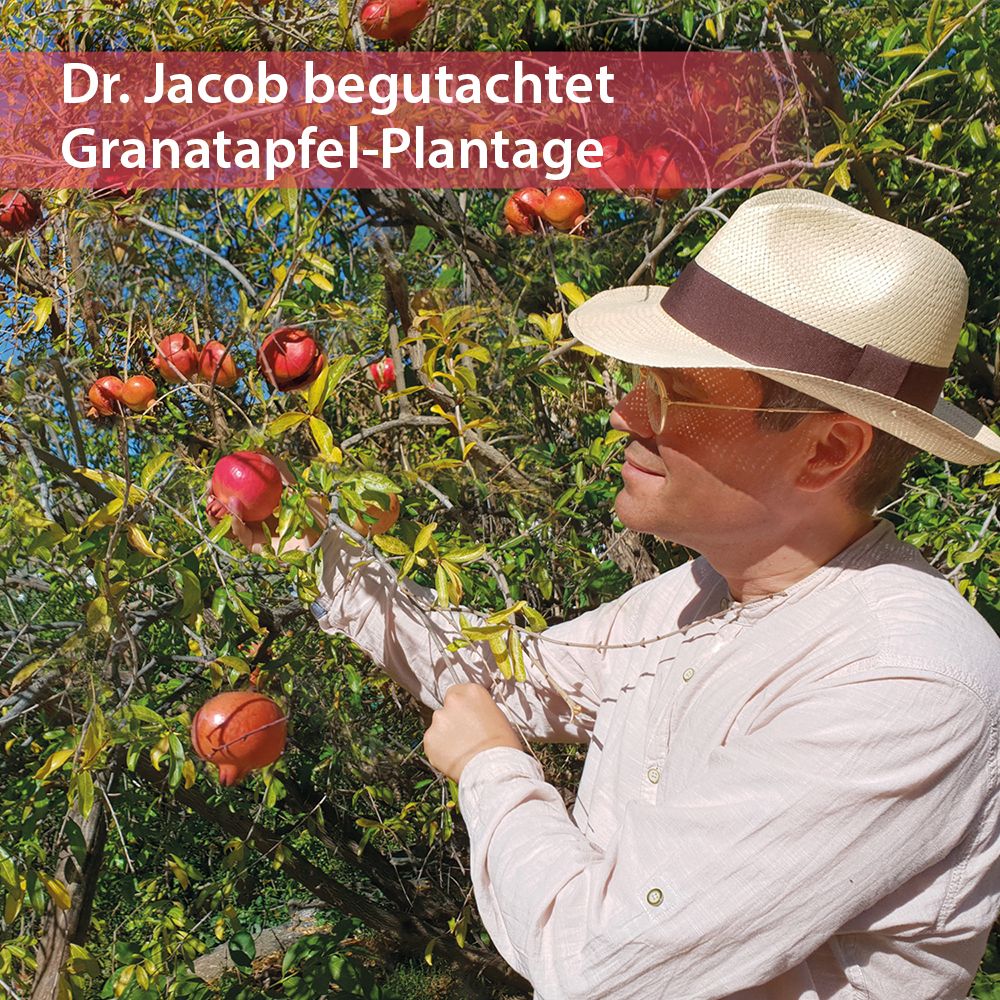 Homme examinant des grenades sur un arbre. Texte : Dr. Jacob inspecte la plantation.
