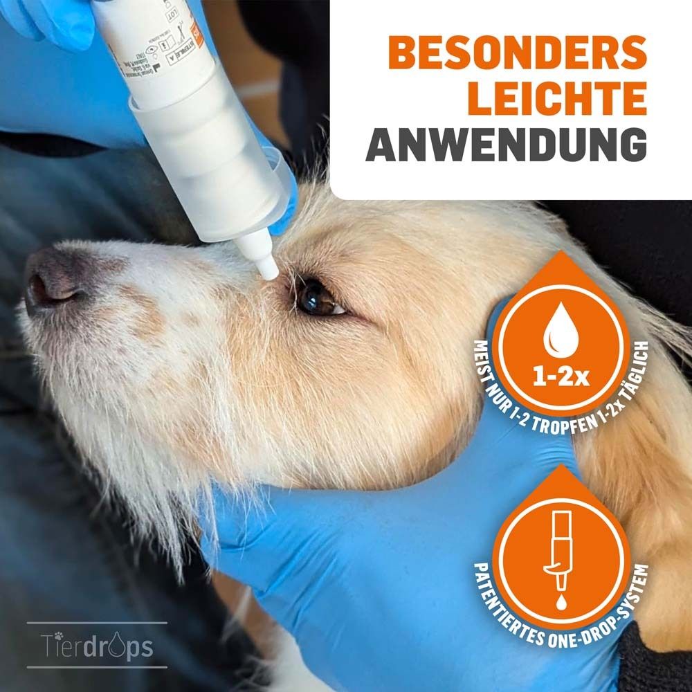 Application des gouttes oculaires sur un chien. Gants bleus, gouttes dans l'œil, texte.