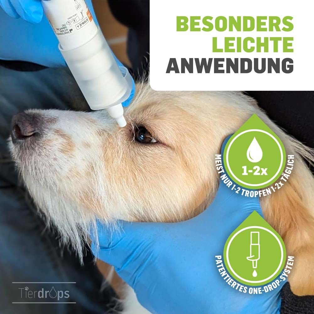 Application de gouttes oculaires sur un chien. Gants bleus. Texte : Application très facile. 1-2 gouttes par jour.
