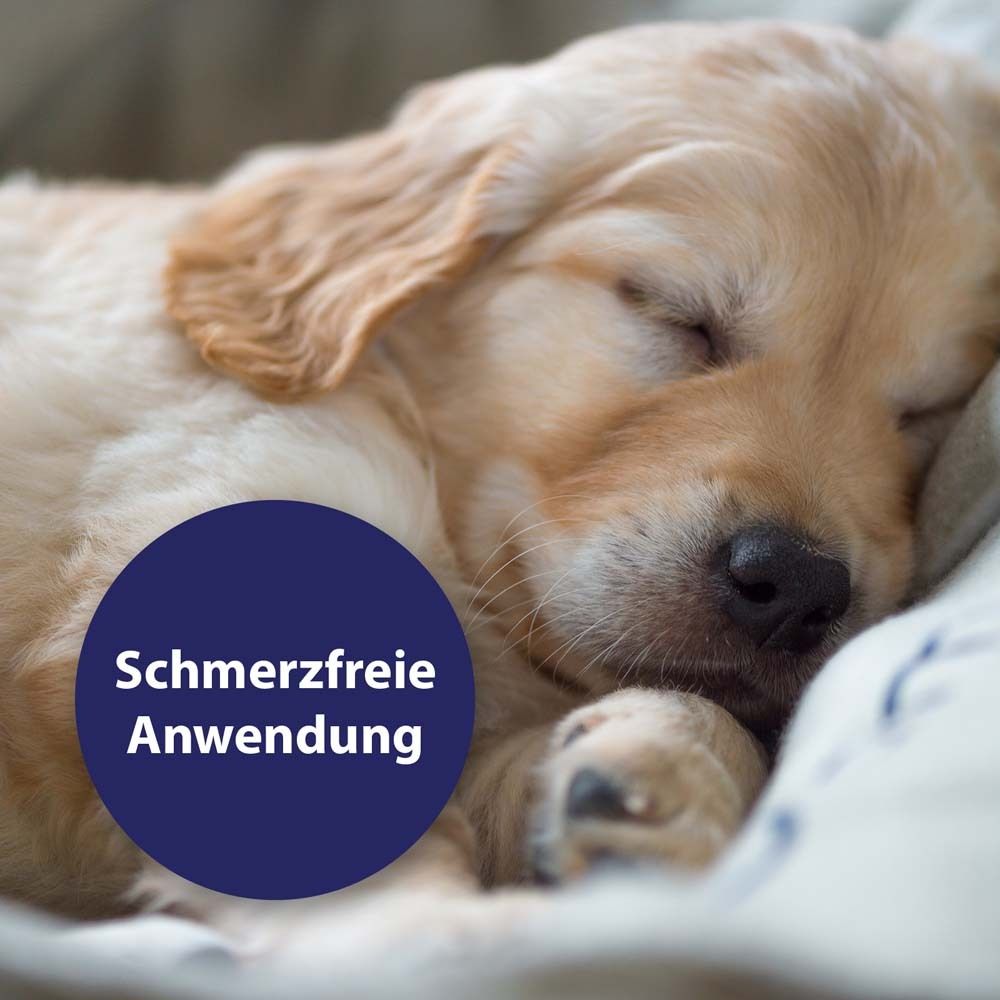 Un chiot Golden Retriever endormi. Un cercle indique "Application sans douleur".
